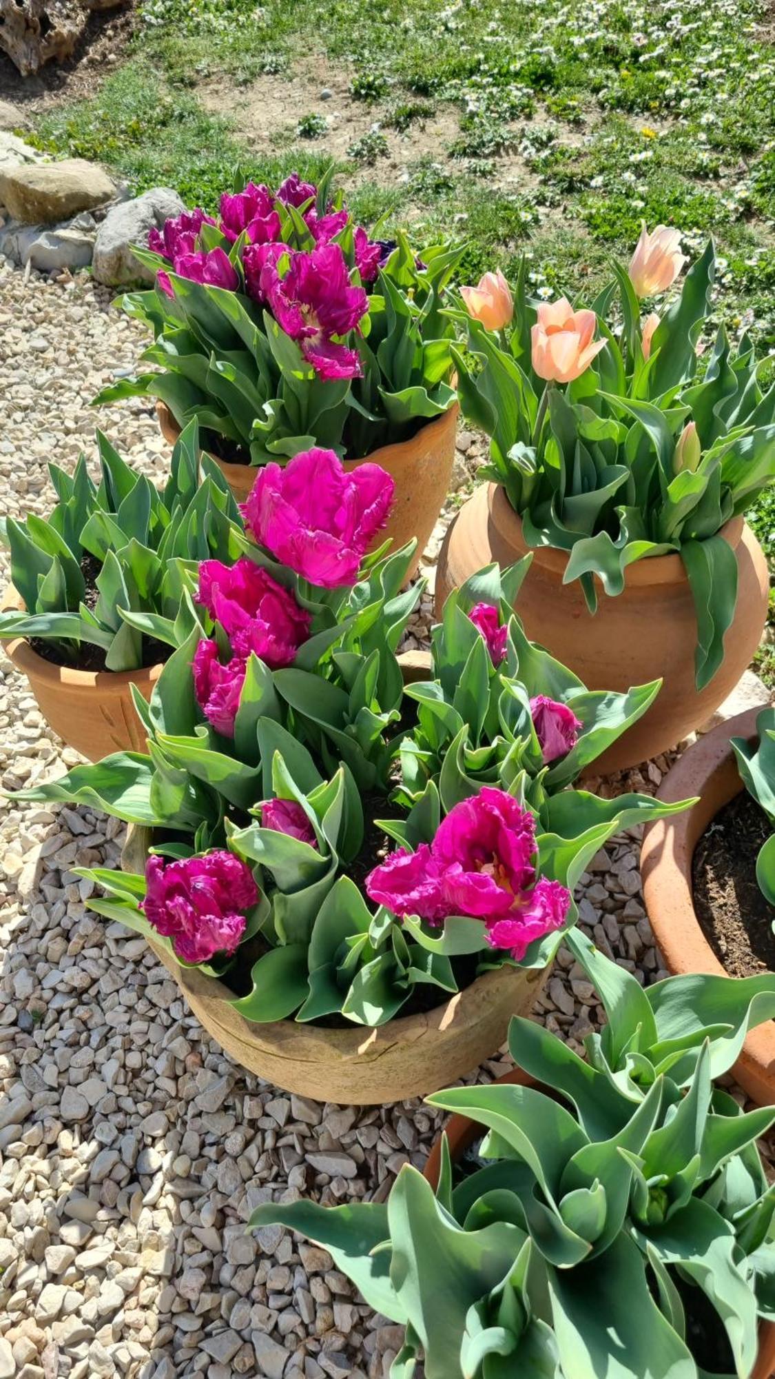 Mas Tulipe De Soie Bed & Breakfast Bevons Luaran gambar